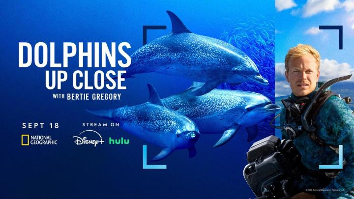 فيلم Dolphins Up Close with Bertie Gregory 2025 مترجم HD اون لاين ماي سيما