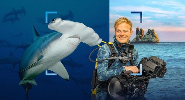 فيلم Hammerhead Sharks Up Close with Bertie Gregory مترجم HD اون لاين ماي سيما